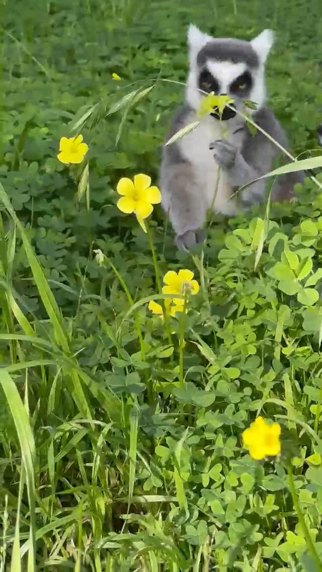 Lemur Forest Blooms After Rains