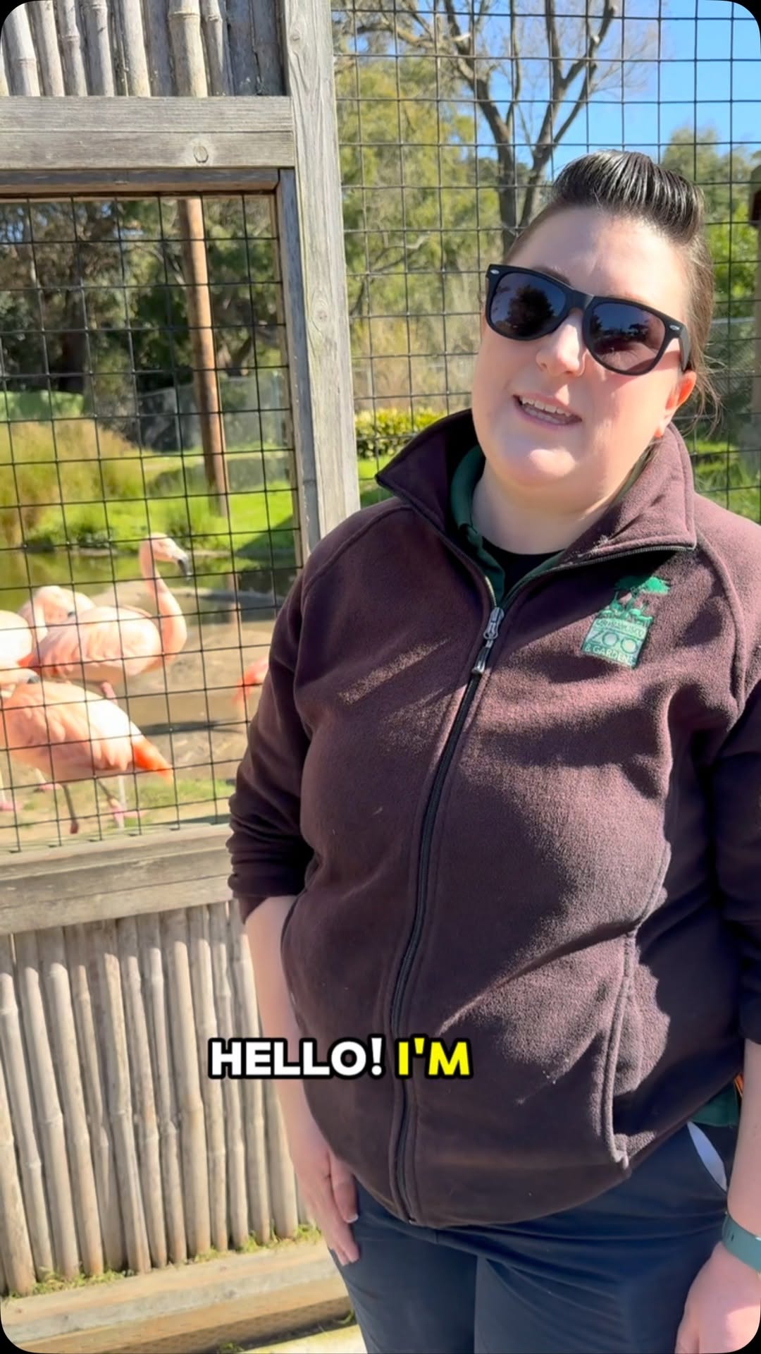 San Francisco Zoo's Flamingo Protection Efforts