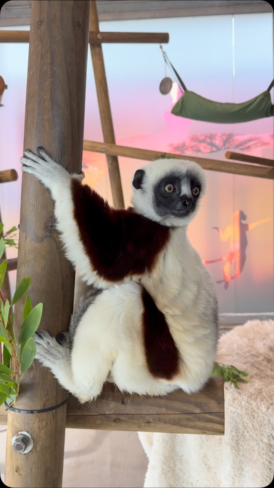 San Francisco Zoo's Animal Attractions