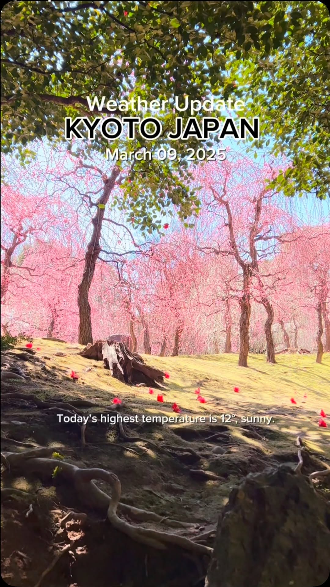 Plum Blossoms Bloom at Kyoto's Jonan-gu Shrine