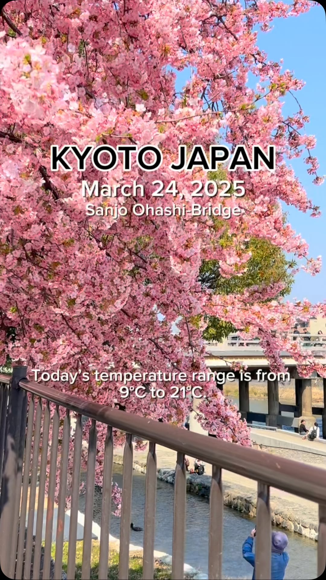 Kyoto's Spring Weather and Blossom Report