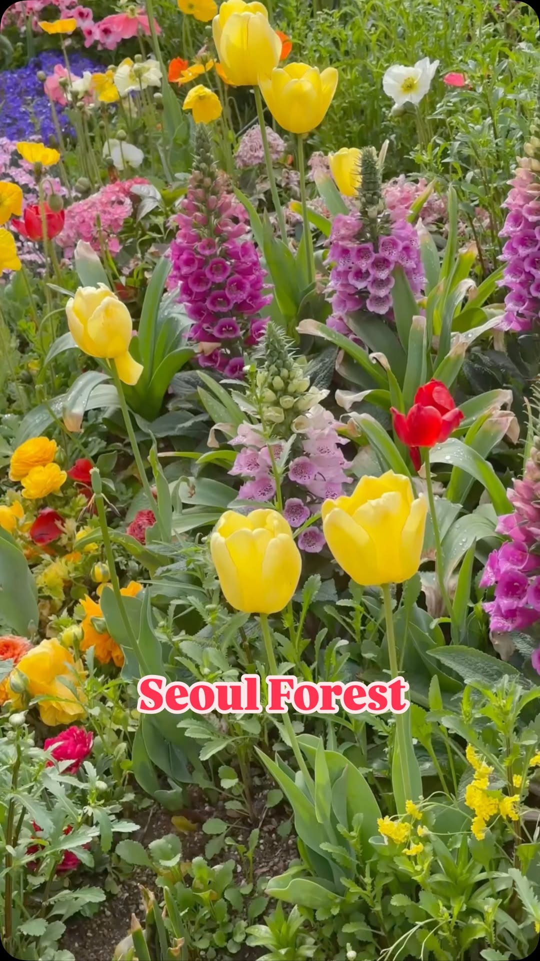 https://d2zmqyh8caa94h.cloudfront.net/creator_social_media_contents/instagram/reels/DI-ssmvTi_K/DI-ssmvTi_K.mp4