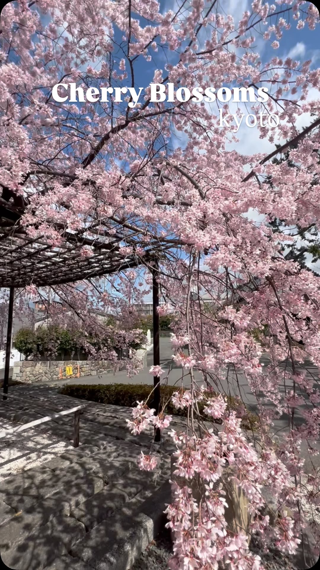 https://d2zmqyh8caa94h.cloudfront.net/creator_social_media_contents/instagram/reels/DIAmFBYP2ay/DIAmFBYP2ay.mp4