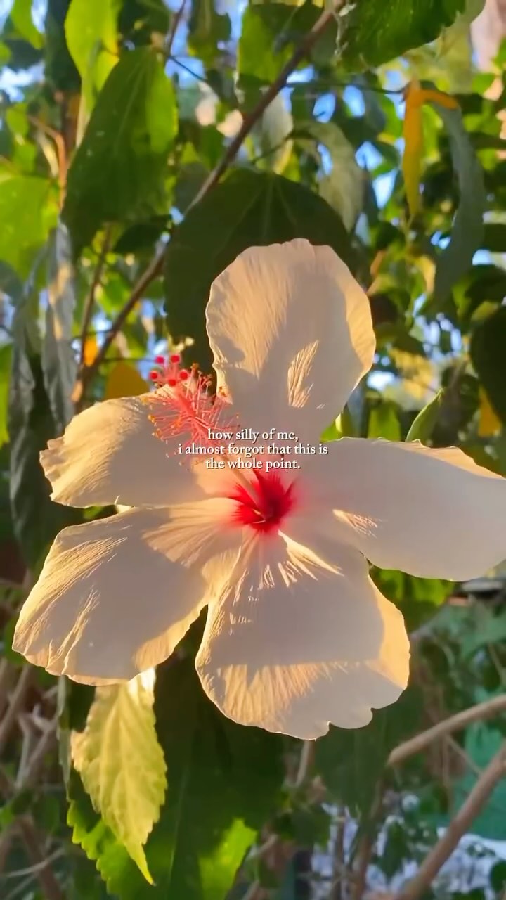 https://d2zmqyh8caa94h.cloudfront.net/creator_social_media_contents/instagram/reels/DIZfUBhsIC6/DIZfUBhsIC6.mp4
