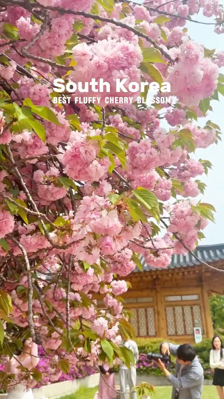 https://d2zmqyh8caa94h.cloudfront.net/creator_social_media_contents/instagram/reels/DJAgTIQz7bi/DJAgTIQz7bi.mp4