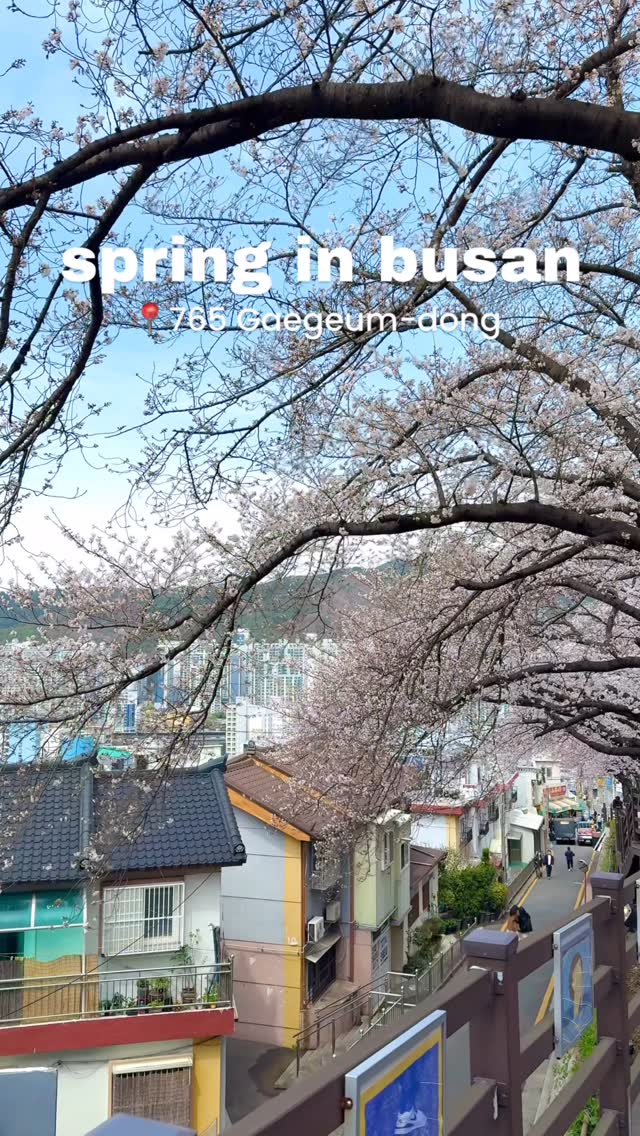 Busan Beaches and Cherry Blossom Destinations