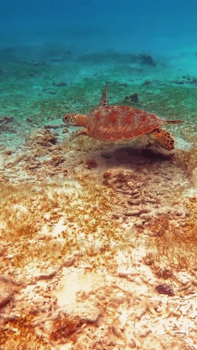 https://d2zmqyh8caa94h.cloudfront.net/creator_social_media_contents/instagram/reels/DKXB2eqoYOg/DKXB2eqoYOg.mp4