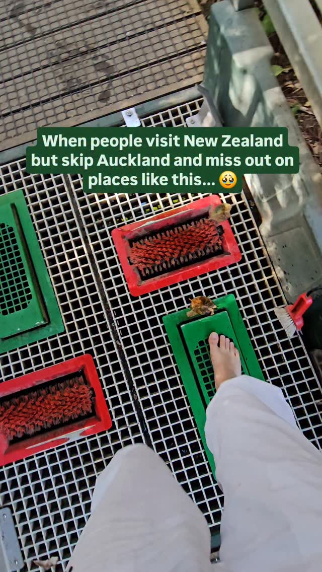 https://d2zmqyh8caa94h.cloudfront.net/creator_social_media_contents/instagram/reels/DPKUYBxE-Ld/DPKUYBxE-Ld.mp4
