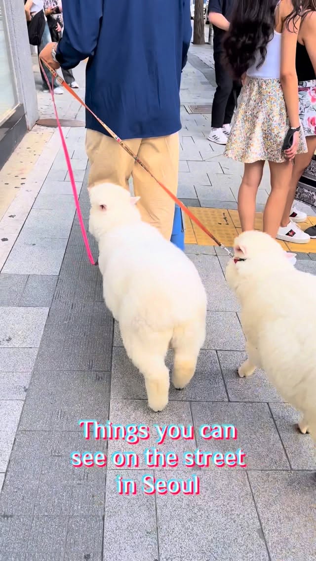 https://d2zmqyh8caa94h.cloudfront.net/creator_social_media_contents/instagram/reels/DQJxLYAEQGo/DQJxLYAEQGo.mp4