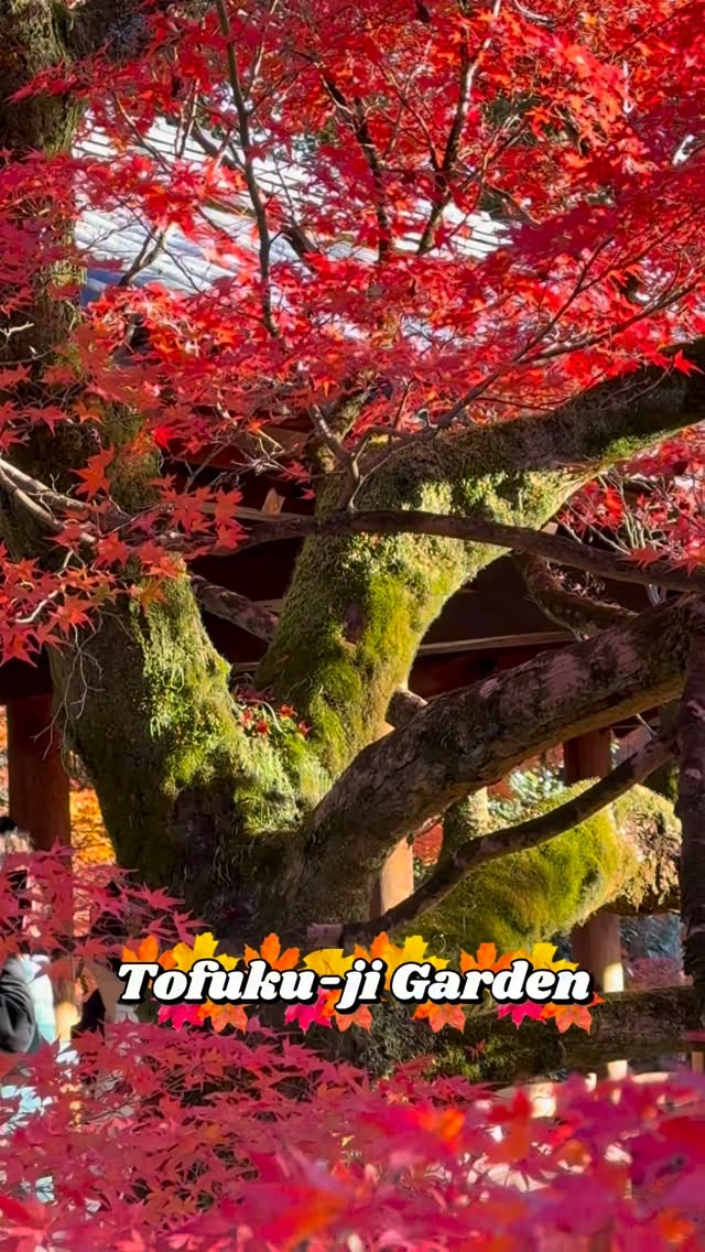 https://d2zmqyh8caa94h.cloudfront.net/creator_social_media_contents/instagram/reels/DQbCvS9kX48/DQbCvS9kX48.mp4