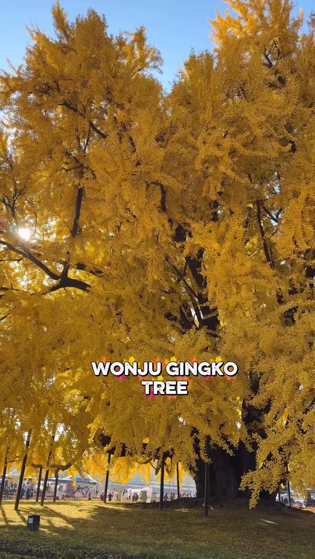 https://d2zmqyh8caa94h.cloudfront.net/creator_social_media_contents/instagram/reels/DRCesekkYmM/DRCesekkYmM.mp4