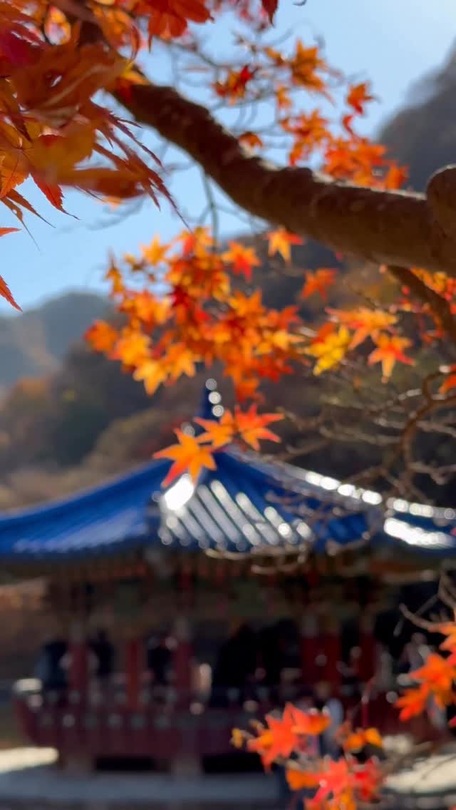https://d2zmqyh8caa94h.cloudfront.net/creator_social_media_contents/instagram/reels/DRSOFTaE0KQ/DRSOFTaE0KQ.mp4