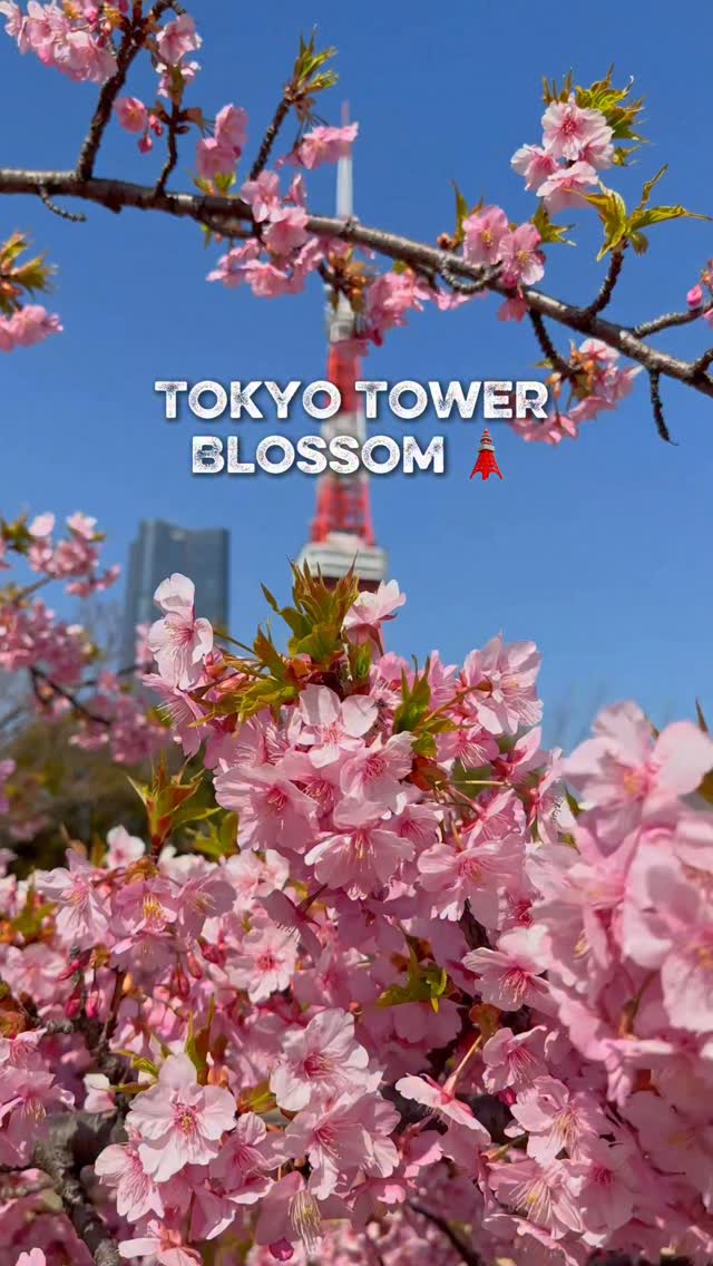 https://d2zmqyh8caa94h.cloudfront.net/creator_social_media_contents/instagram/reels/DW-epCekfUS/DW-epCekfUS.mp4
