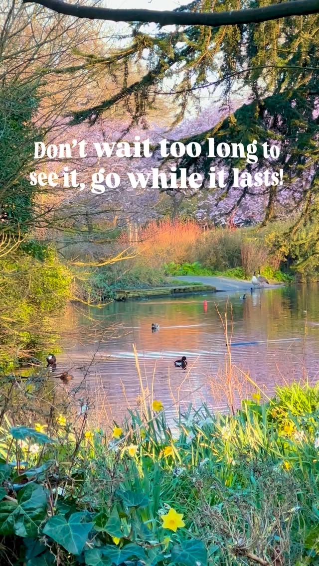 https://d2zmqyh8caa94h.cloudfront.net/creator_social_media_contents/instagram/reels/DWKKnC1AuQK/DWKKnC1AuQK.mp4