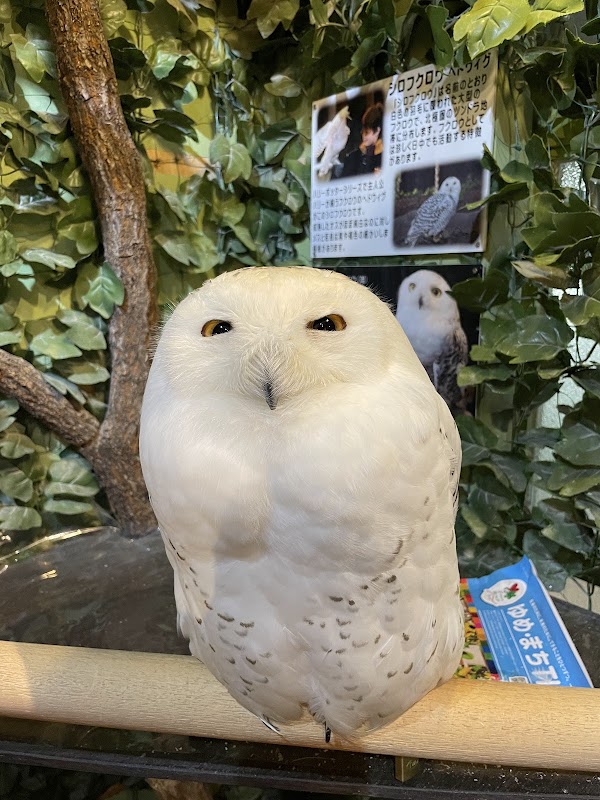 KYOTO OWL'S FOREST