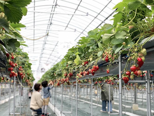 Strawberry Farm No. 15
