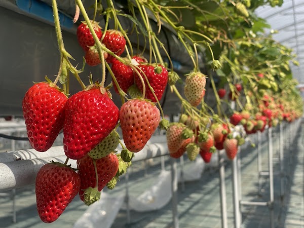 Strawberry Farm No. 15 5