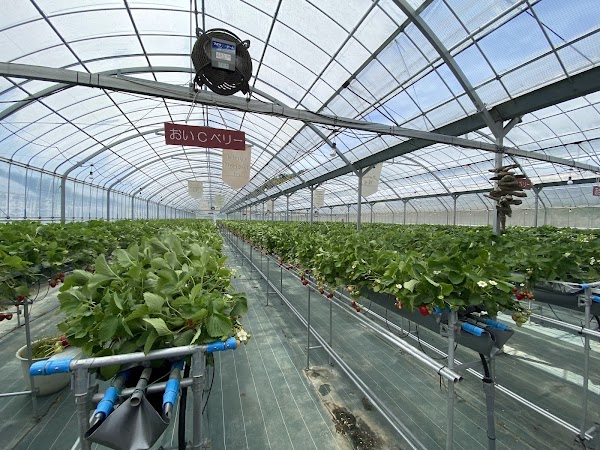 Strawberry Farm No. 15 4