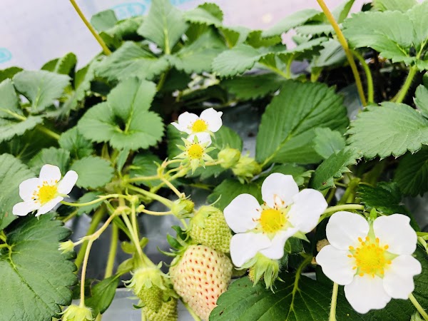Strawberry Farm No. 15 2