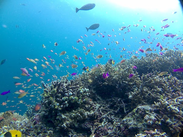 Derawan Islands