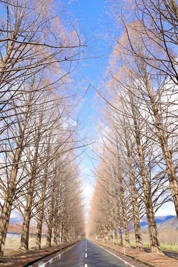 Takashima City Agricultural Park Makino Pick land 1