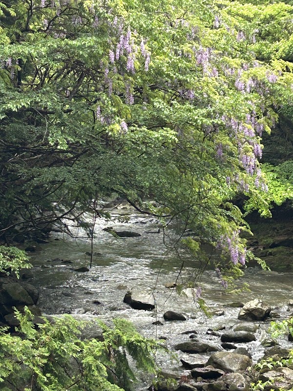 Toho Village 5