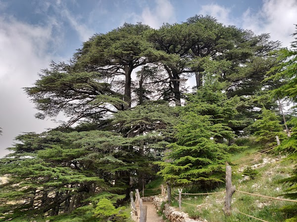 Cedars of God Bsharri