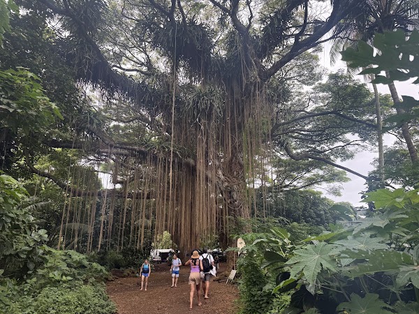 Hawaii 8