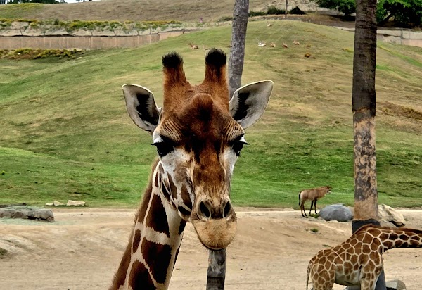 San Diego Zoo Safari Park 4