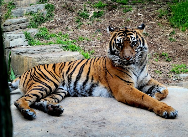 San Diego Zoo Safari Park 3