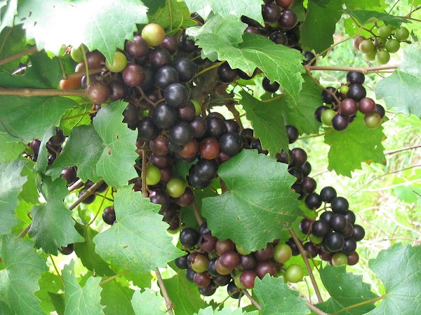 Old South Winery 1