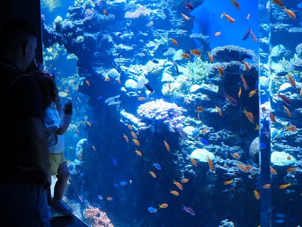 Birch Aquarium at Scripps Institution of Oceanography 3