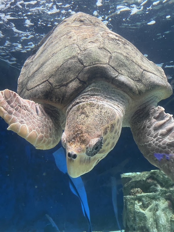 Birch Aquarium at Scripps Institution of Oceanography 2