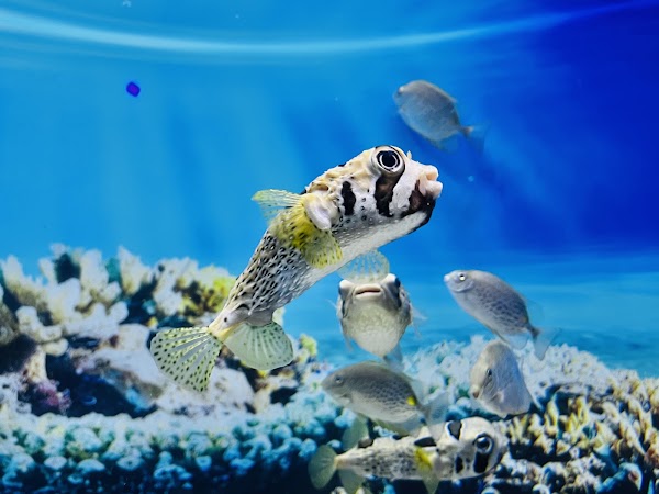 Lotte World Aquarium Hà Nội 4
