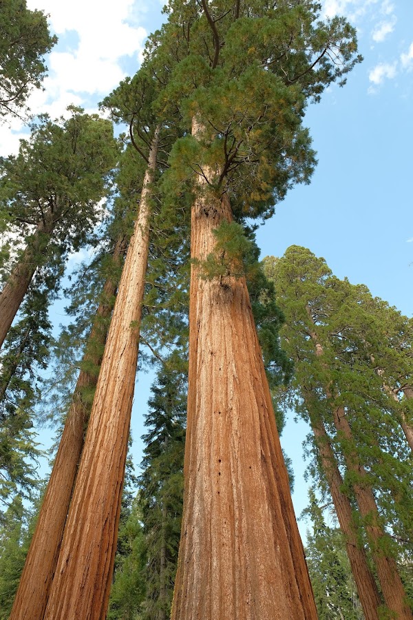 Mariposa Grove