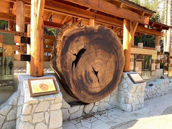 Mariposa Grove 5