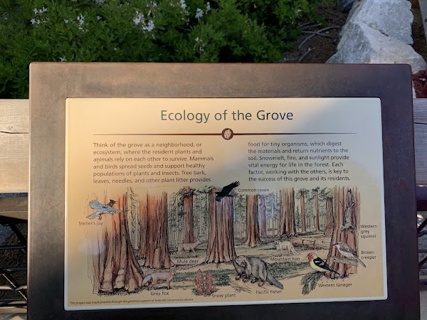 Mariposa Grove 2