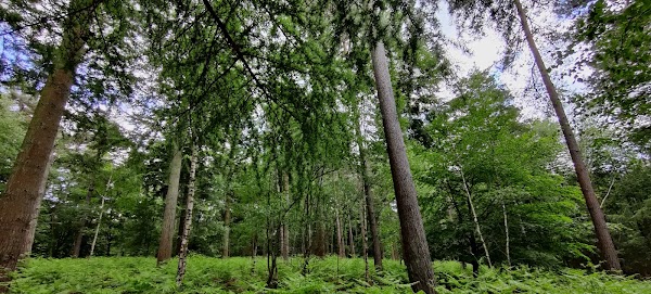 Five Hundred Acre Wood