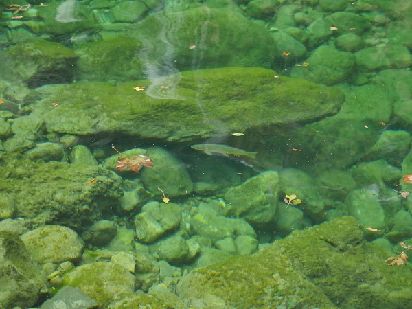 Bovec 4