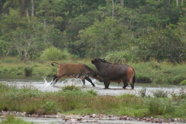 Odzala-Kokoua National Park