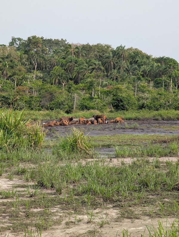 Odzala-Kokoua National Park 5