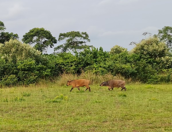 Odzala-Kokoua National Park 4