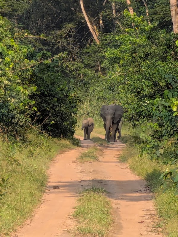 Odzala-Kokoua National Park 2
