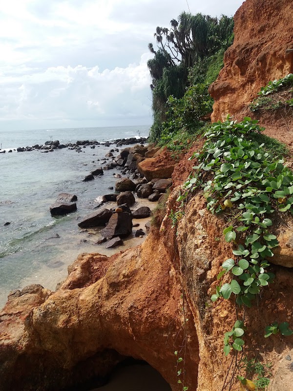 Parrot Rock 4