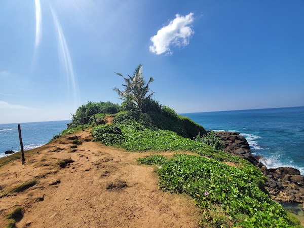 Parrot Rock 3