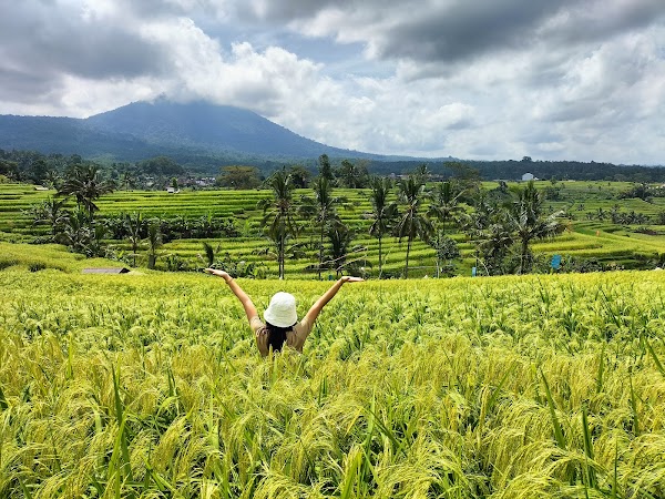 Jatiluwih Rice Terraces 1