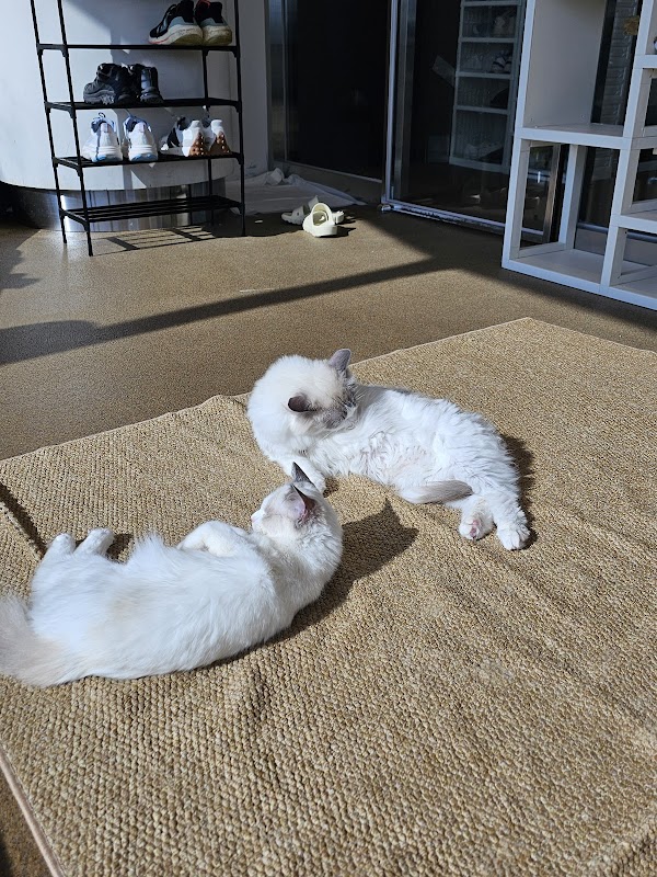 애니멀숲 ANIMAL SOOP (animal cafe) 4