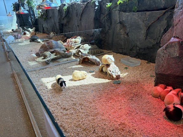 애니멀숲 ANIMAL SOOP (animal cafe) 3