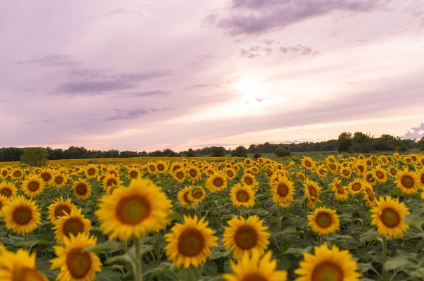 Sunflower Fields of Markham