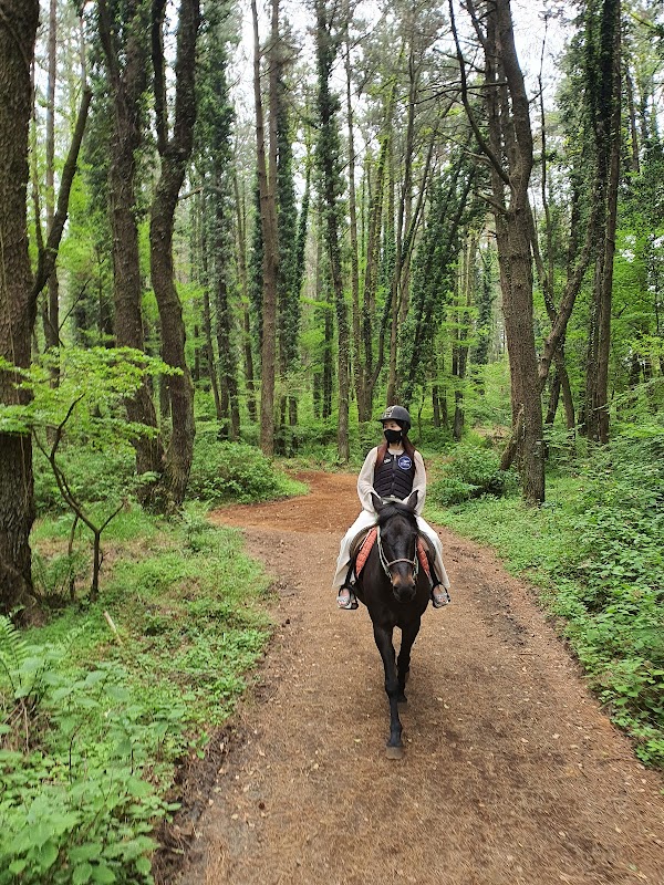 Jeju Horse Riding Park 4